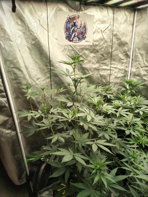 The Spice F3. Week 7