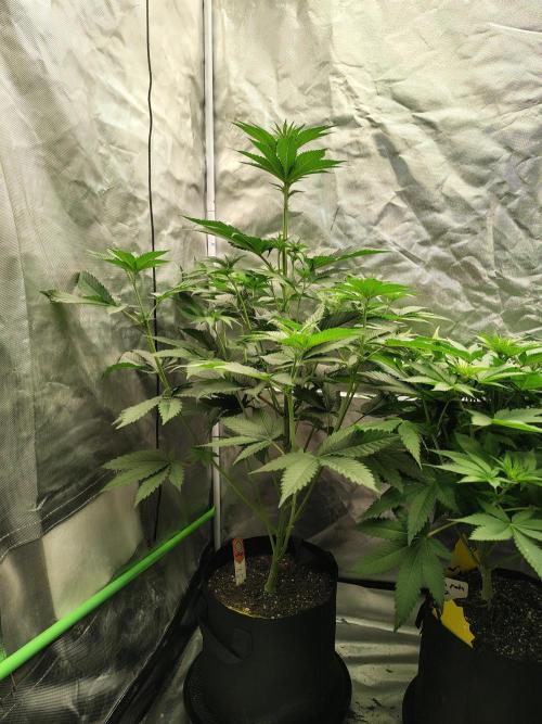 Zoap Rose. Week 7