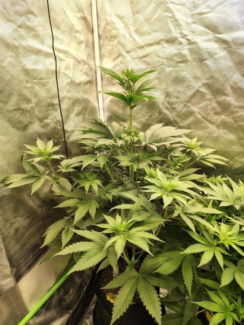 Zoap Rose. Week 7