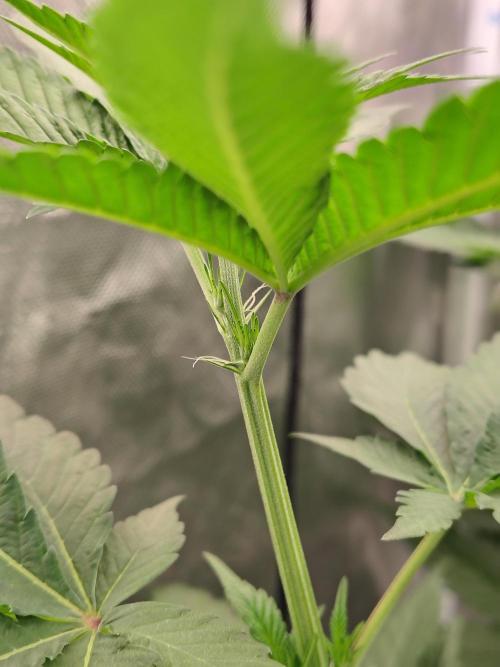 Zoap Rose. Week 7