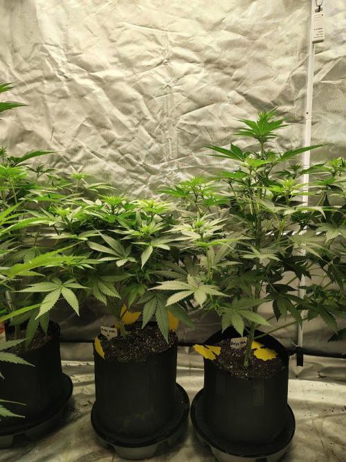 Durga Mata. Week 7