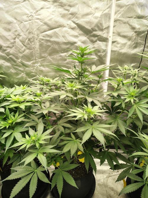 Durga Mata. Week 7
