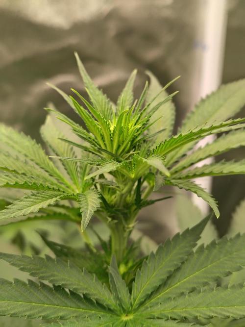 Durga Mata. Week 7