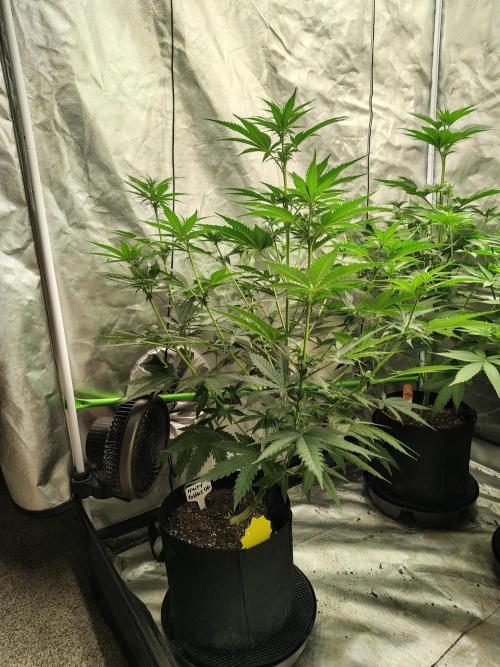 Fruity Pebbles OG. Week 7