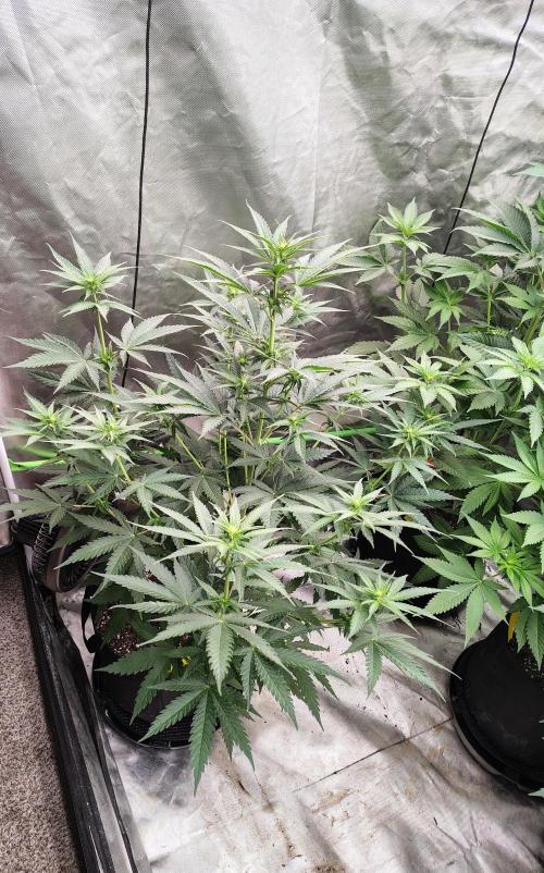 Fruity Pebbles OG. Week 7