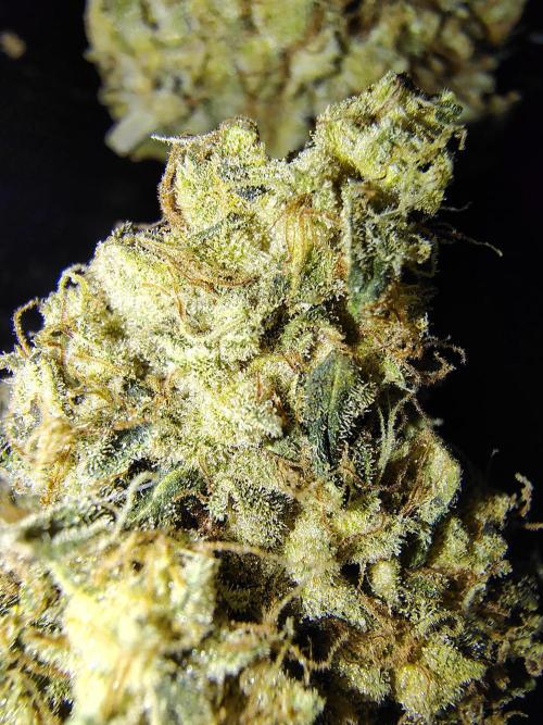Sunset Sherbet Go Fast. Week 13 - Cured flower