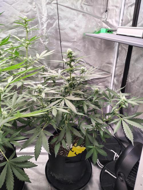 Son of a Mich. Week 5