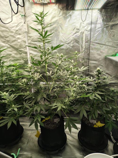 Son of a Mich. Week 5