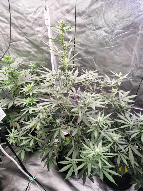 Son of a Mich. Week 5