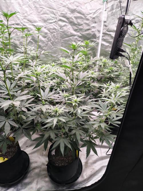 Fruity Pebbles OG. Week 7
