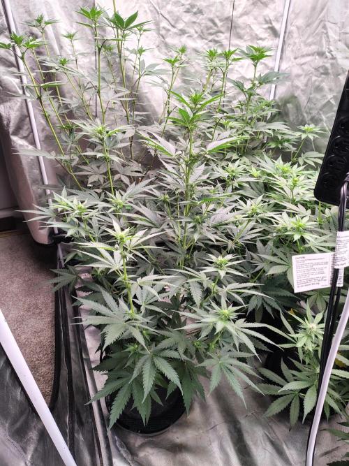 Fruity Pebbles OG. Week 7
