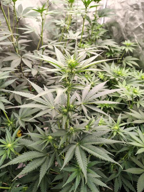Fruity Pebbles OG. Week 7