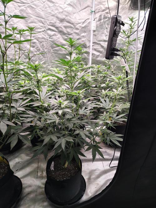 Fruity Pebbles OG. Week 7