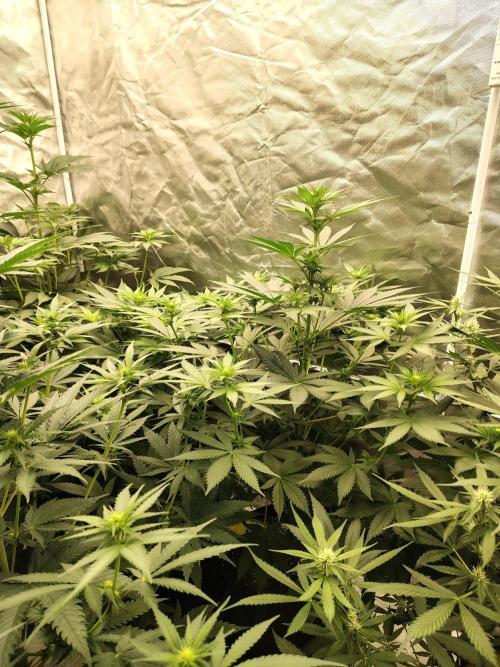 Durga Mata. Week 7
