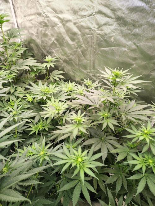 Durga Mata. Week 7