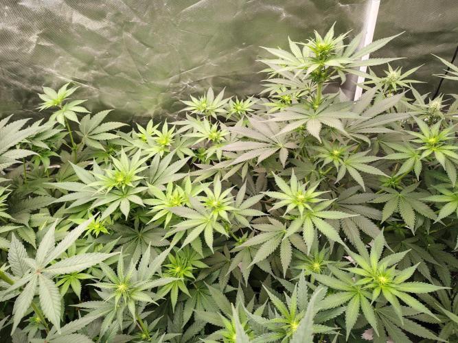 Durga Mata. Week 7