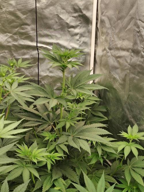 Zoap Rose. Week 7