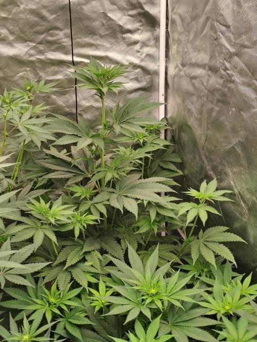 Zoap Rose. Week 7