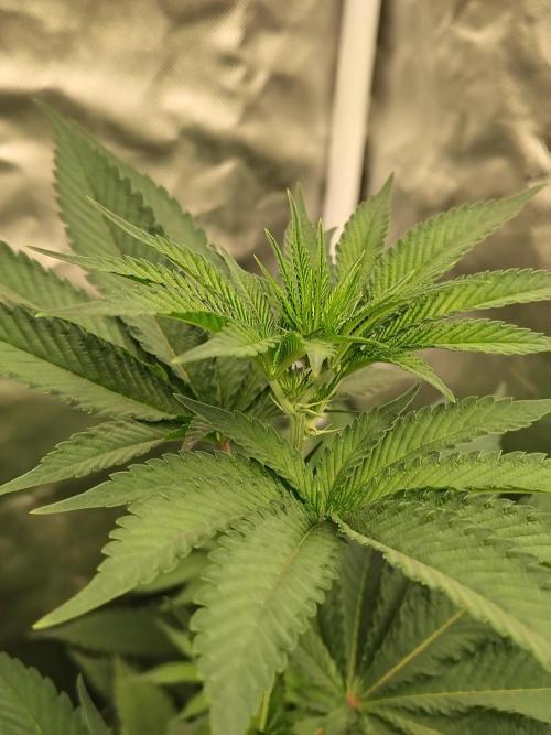 Zoap Rose. Week 7