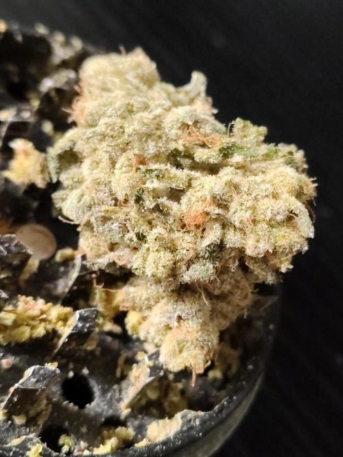 RS11 (Rainbow Sherbet). Week 13 - Cured flower