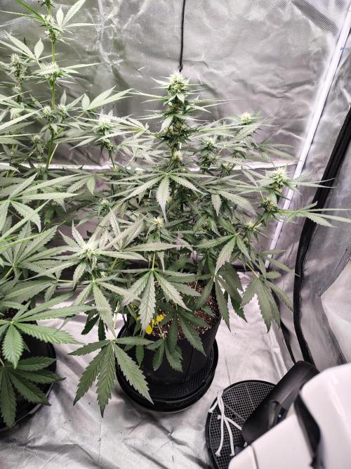 Son of a Mich. Week 6