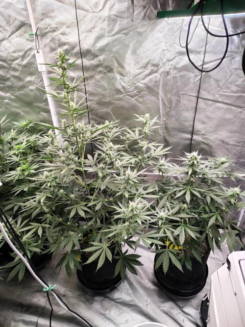 Son of a Mich. Week 6