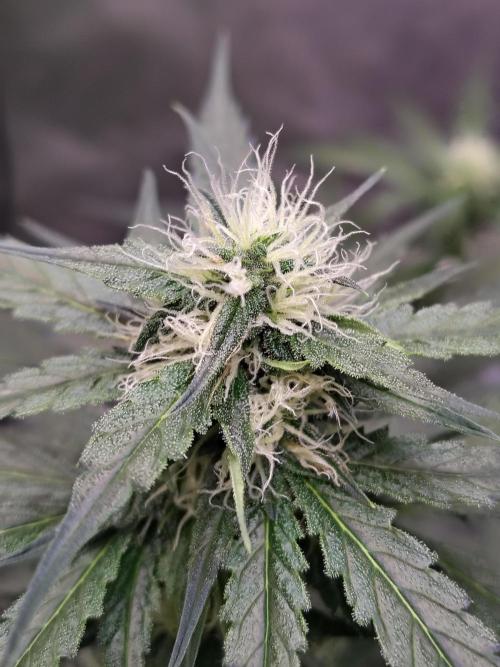 Son of a Mich. Week 6