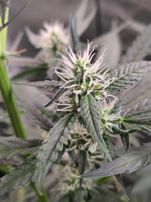 Son of a Mich. Week 6