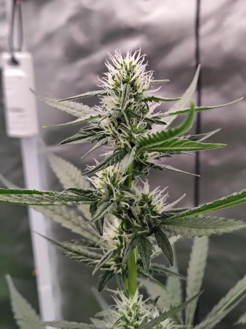 Son of a Mich. Week 6