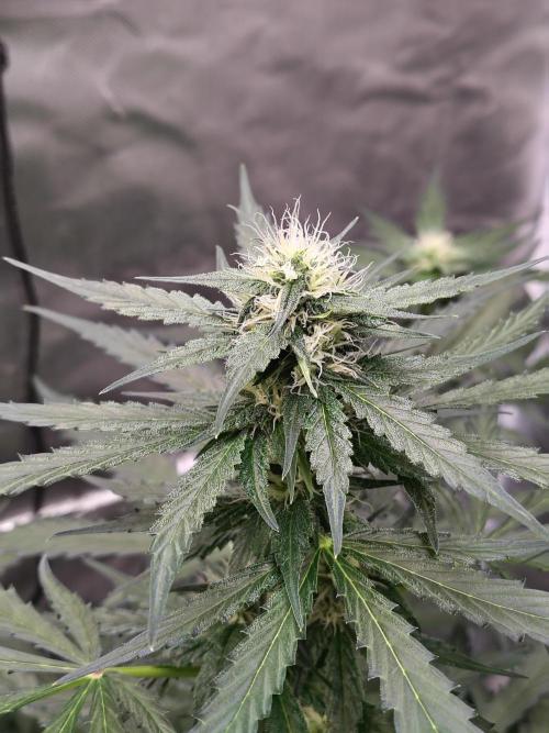 Son of a Mich. Week 6