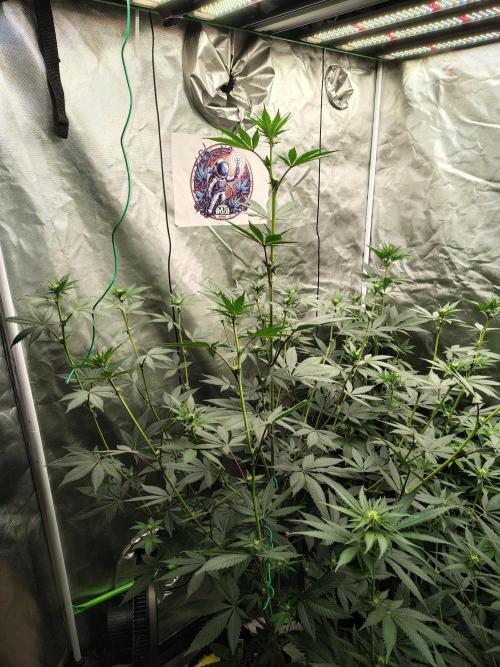 The Spice F3. Week 7