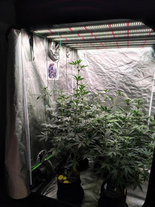 The Spice F3. Week 7