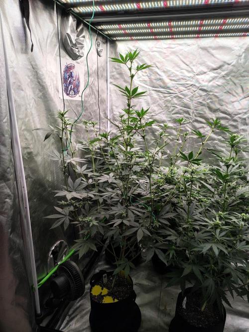 The Spice F3. Week 7