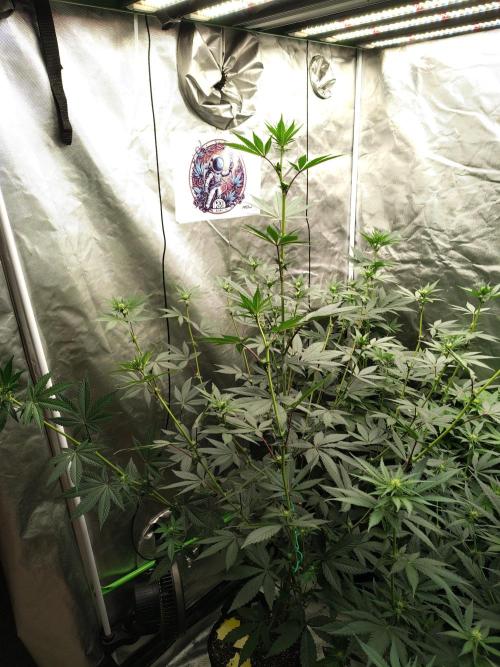 The Spice F3. Week 7