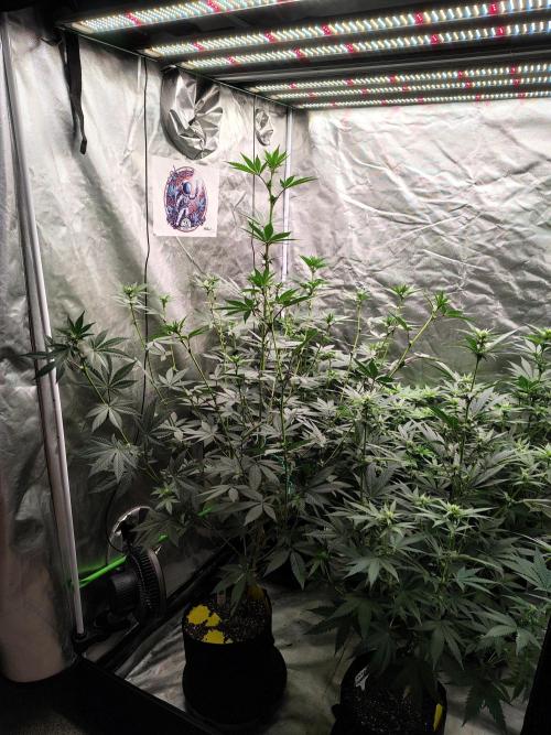 The Spice F3. Week 7