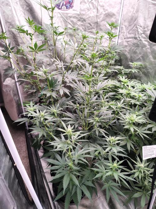 Fruity Pebbles OG. Week 7