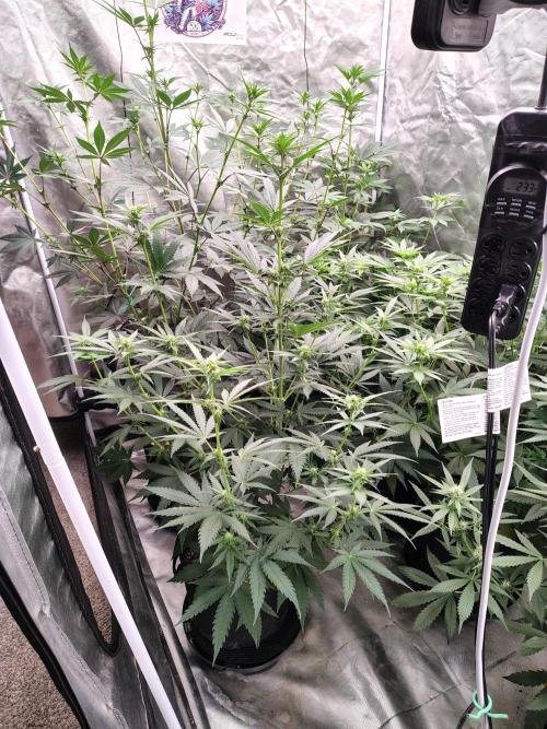 Fruity Pebbles OG. Week 7