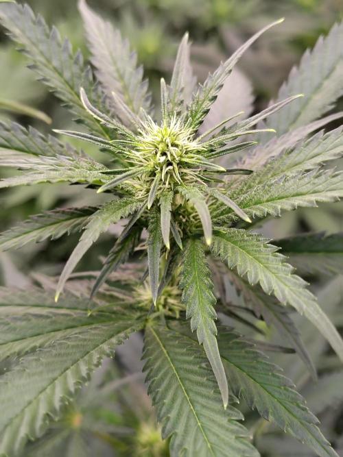 Fruity Pebbles OG. Week 7