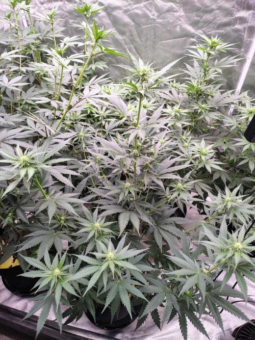 Fruity Pebbles OG. Week 7