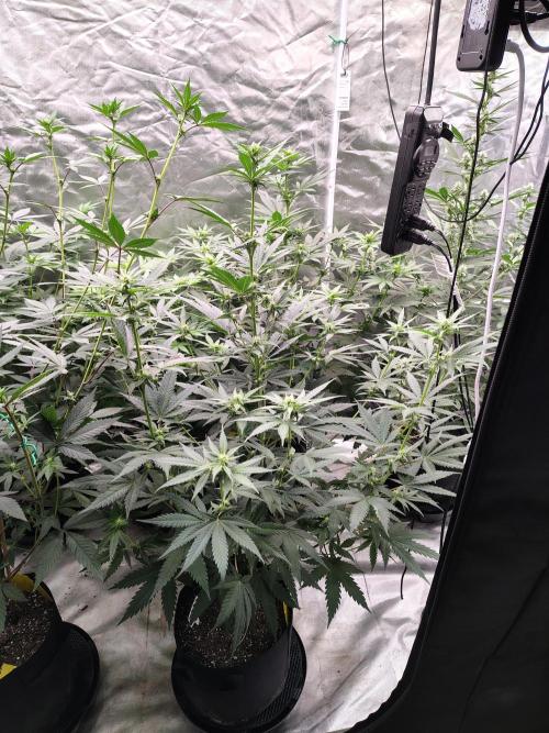 Fruity Pebbles OG. Week 7