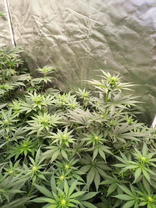 Durga Mata. Week 7
