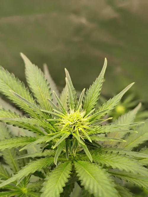 Durga Mata. Week 7
