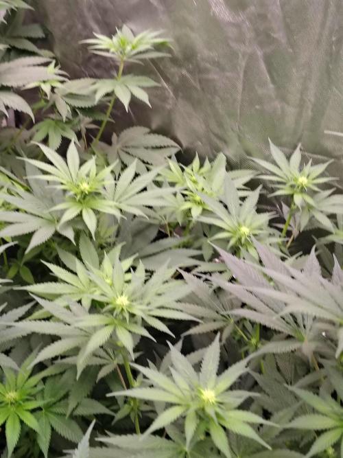 Durga Mata. Week 7