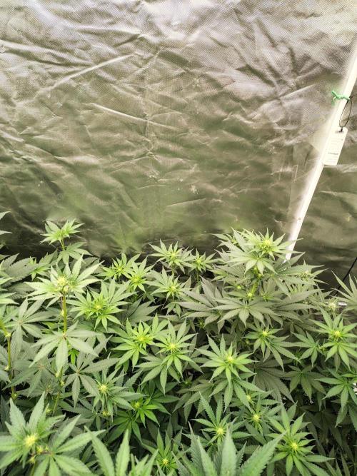 Durga Mata. Week 7