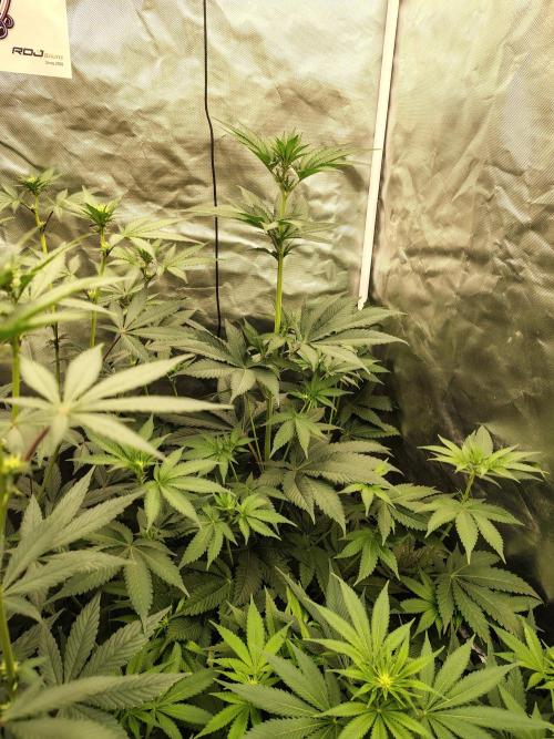 Zoap Rose. Week 7