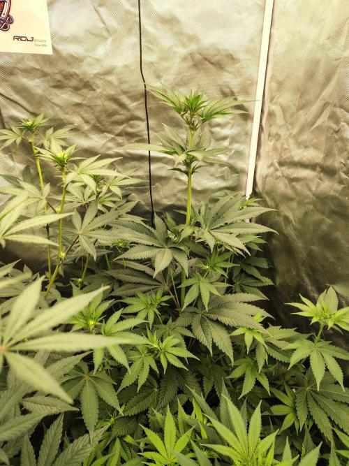 Zoap Rose. Week 7