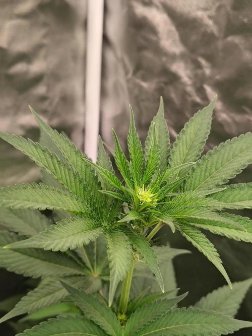 Zoap Rose. Week 7