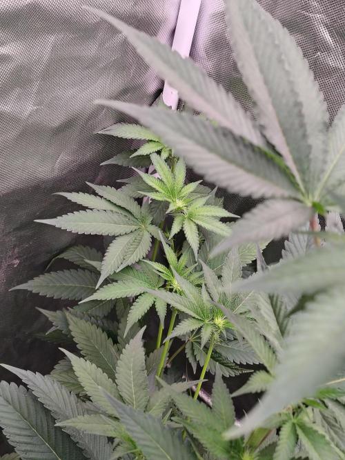 Zoap Rose. Week 7