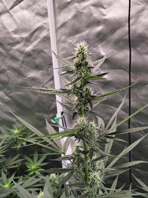 Son of a Mich. Week 6