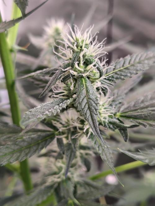 Son of a Mich. Week 6